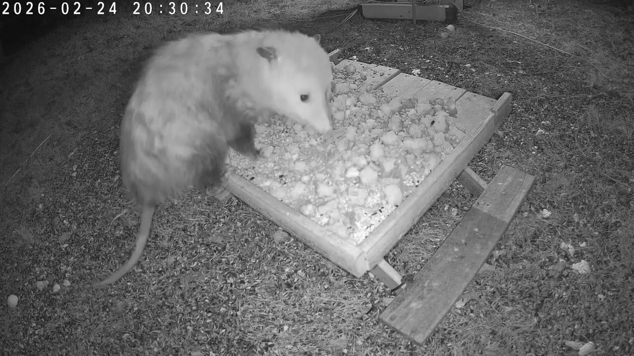 Lots of Opossum Activity: TapoC320WS animals 2026 02 24 dusktodawn sync95d42e
