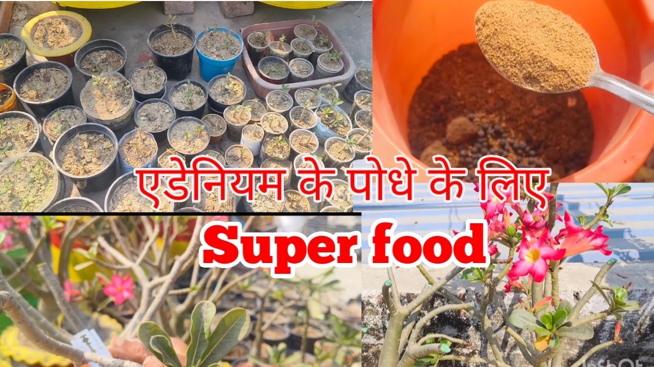 Adenium ke podhe ke liye super food|Best Fertilizer and Care Tips for Adenium