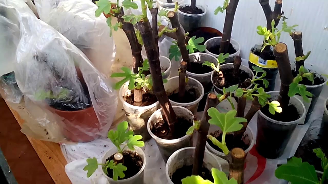 укоренение и посадка инжира