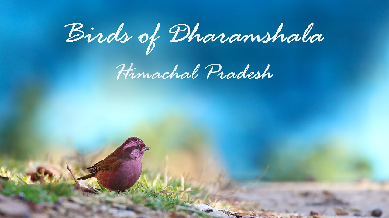 Birds of Dharamshala | Birds of Himachal Pradesh | Himalayan Birds | Birding Video