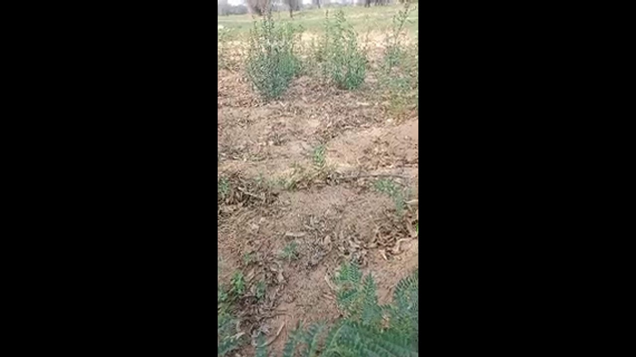 हितेश जाट  लाइव है!