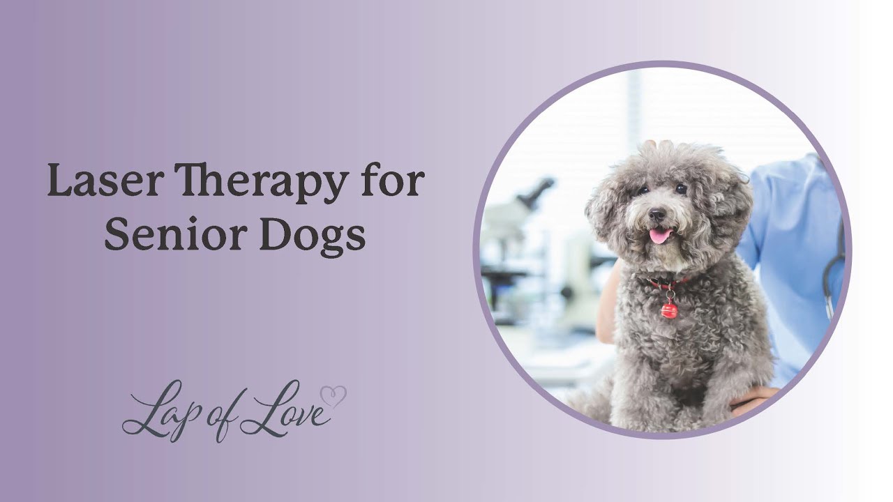 Laser Therapy for Senior Dogs