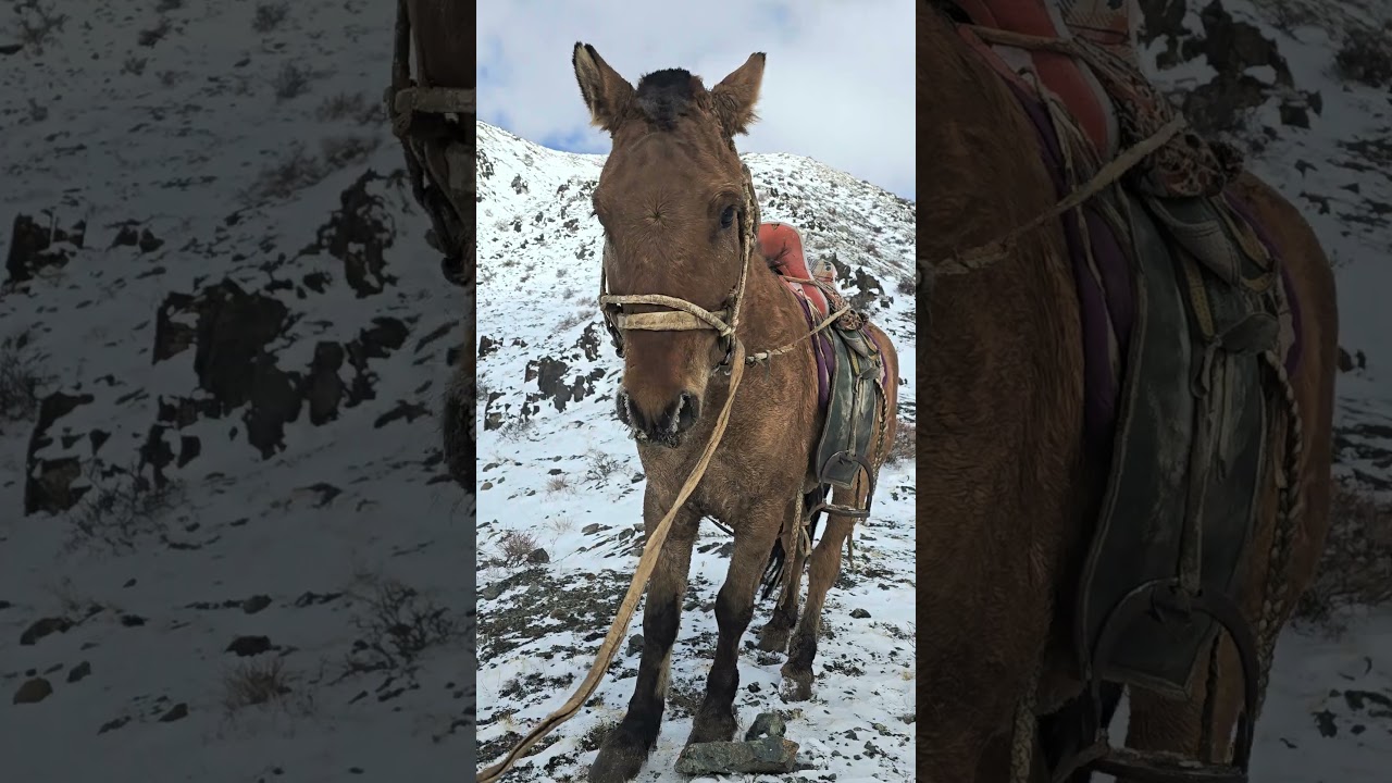 #mongolia