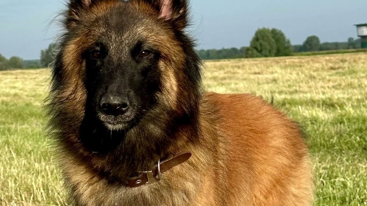 Tervueren-Hündin „Feli“ im 17. Lebensmonat