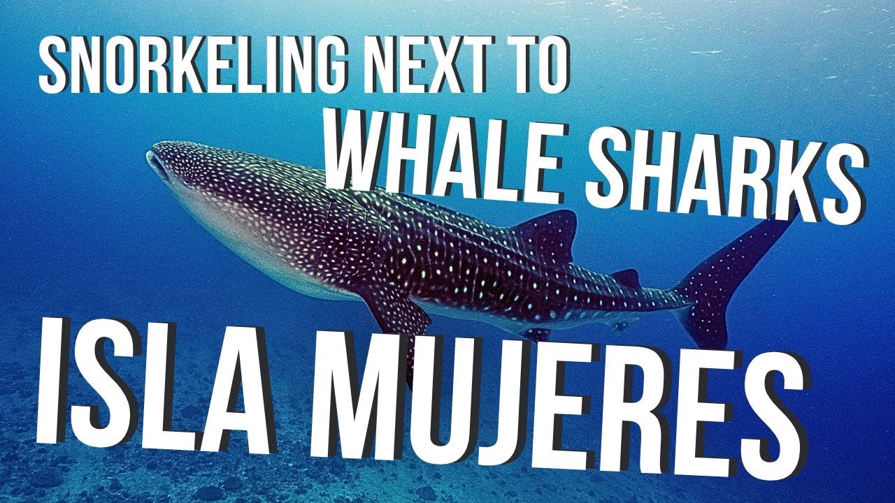 I Almost Got Hit By Whale Sharks In Isla Mujeres