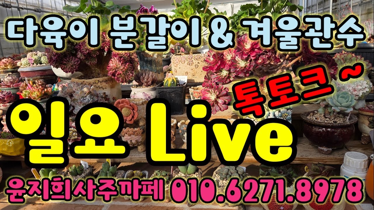 일요 다육 톡토크 라이브 ! 왔다 ! 윤지희사주까페 010.6271.897
