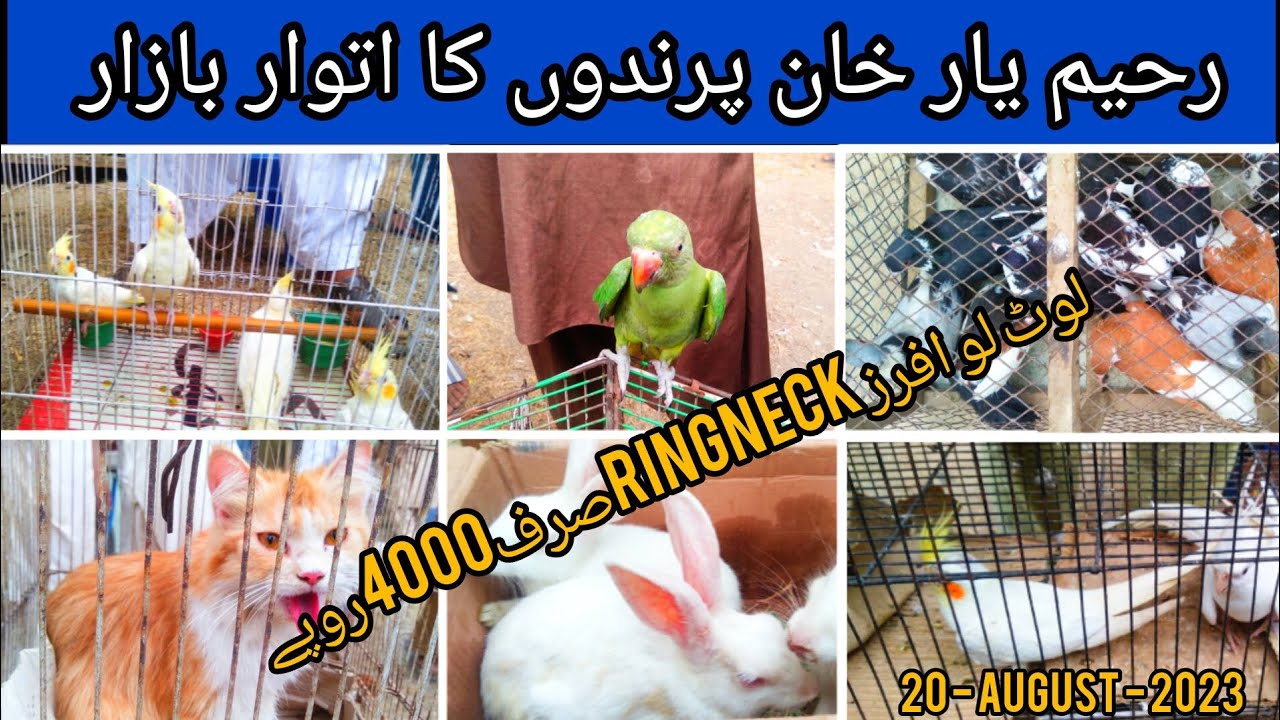 Rahim yar Khan Sunday Birds Market latest updates 20-August-2023