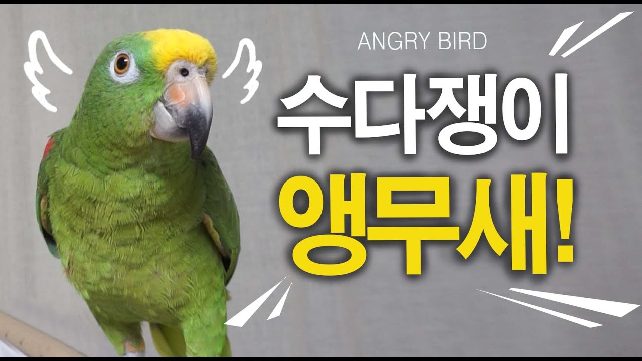 수다가 취미인 앵무새? / 사람과 싸우는 앵무새 별이 / 실사판 앵그리버드 별이 / 사람과 대화하는 아마존 앵무새 / ANGRY BIRD