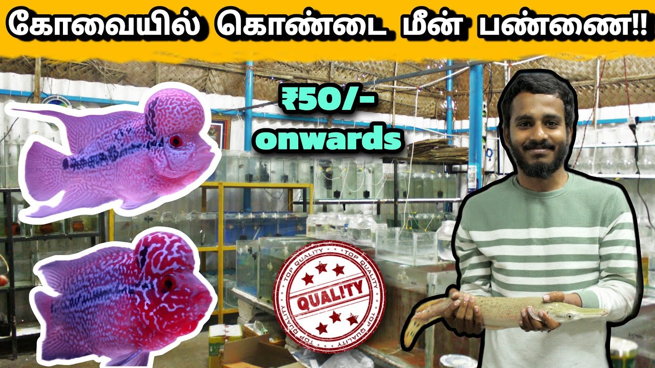 கோவையில் கொண்டை மீன் பண்ணை | Flowerhorn fish farm in Coimbatore | Flowerhorn fish sale in tamil |