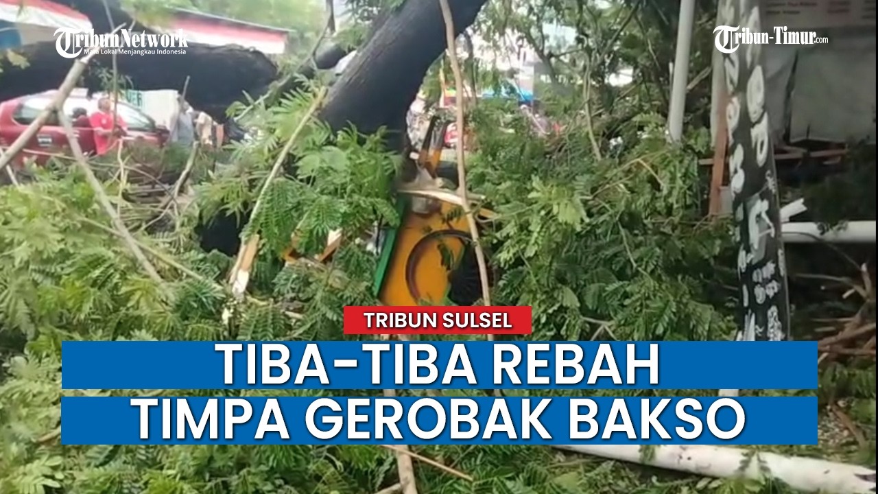 Tanpa Angin & Hujan, Pohon Trembesi di Makassar Tumbang Tutup Jalan & Rusak Warkop