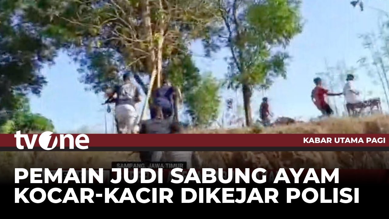 Polisi Gerebek Arena Judi Sabung Ayam di Madura | Kabar Utama Pagi tvOne