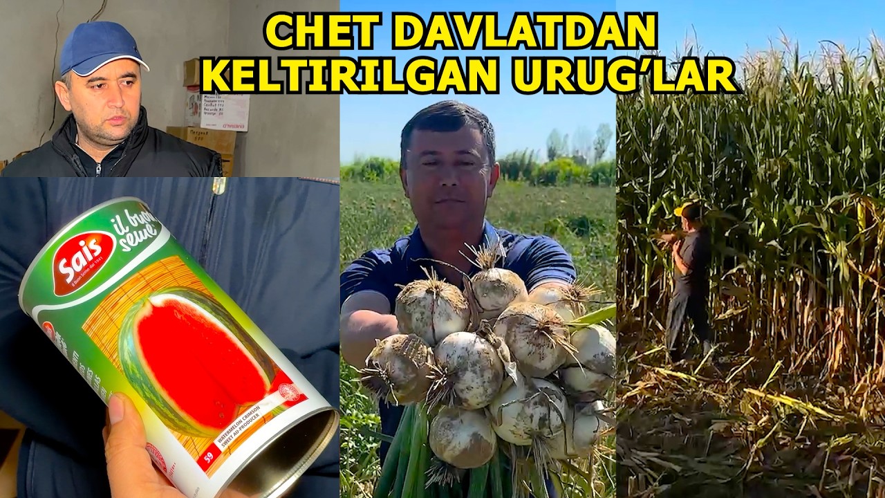 QISHLOQ XO'JALIGI UCHUN TURLI XIL URUG'LAR. CHET DAVLATDAN KELTIRILGAN URUG'LAR