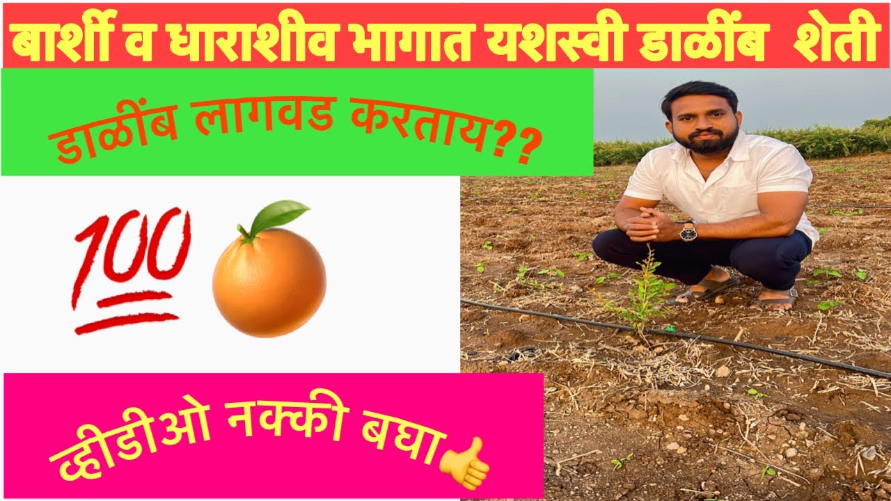 डाळींब लागवड माहीती व नियोजन 🍊/ Dalimb lagwad Mahiti