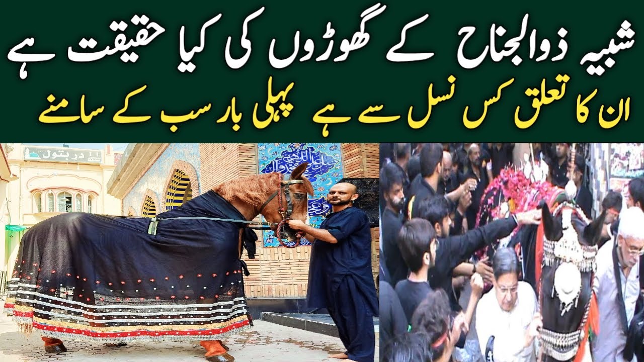 Shabhi e Zuljanah ka Ghore Kis Nasal K Hotay Hain Zuljanah Jaloos @UrduPointNetwork