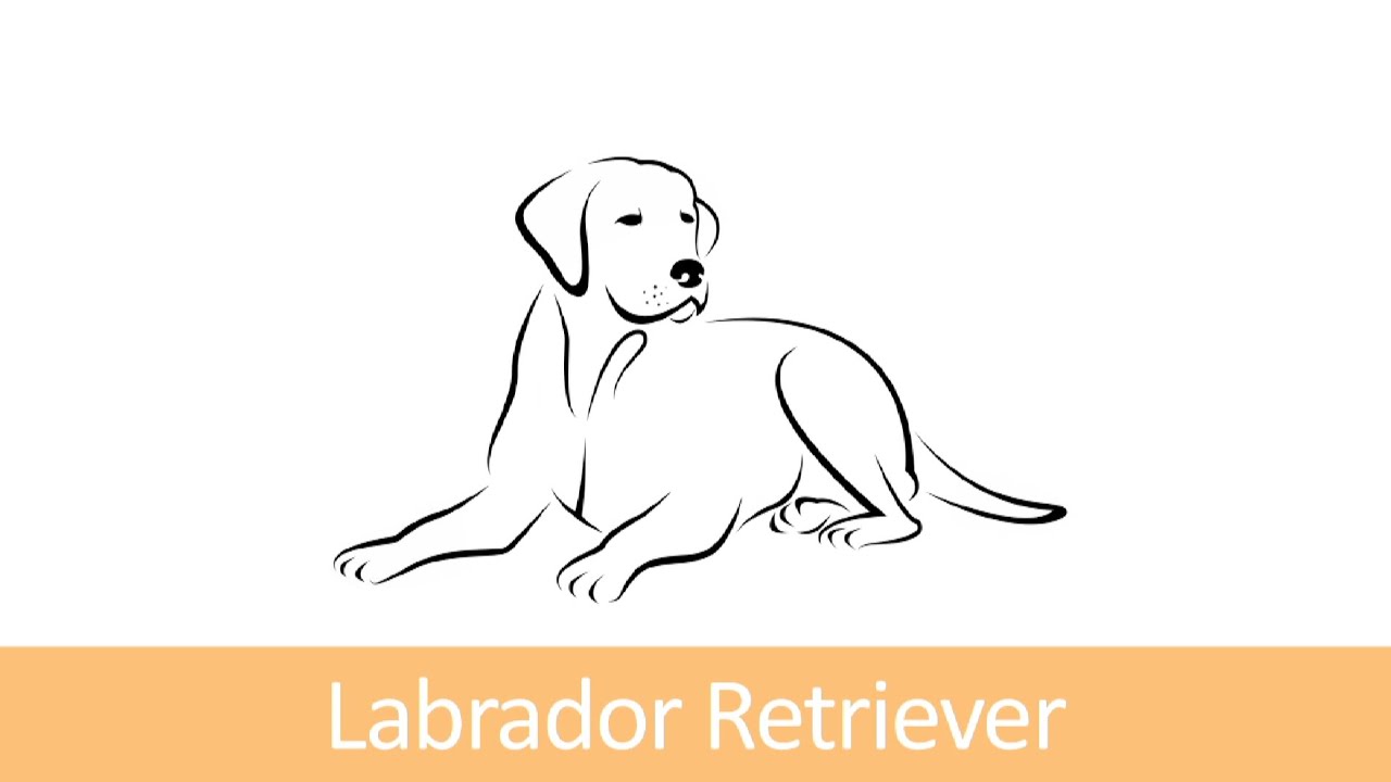 WauTV - Rasseportrait Labrador Retriever