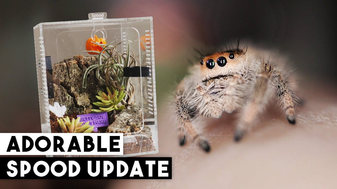 Я этого не ожидал... | Обновление Jumping Spider