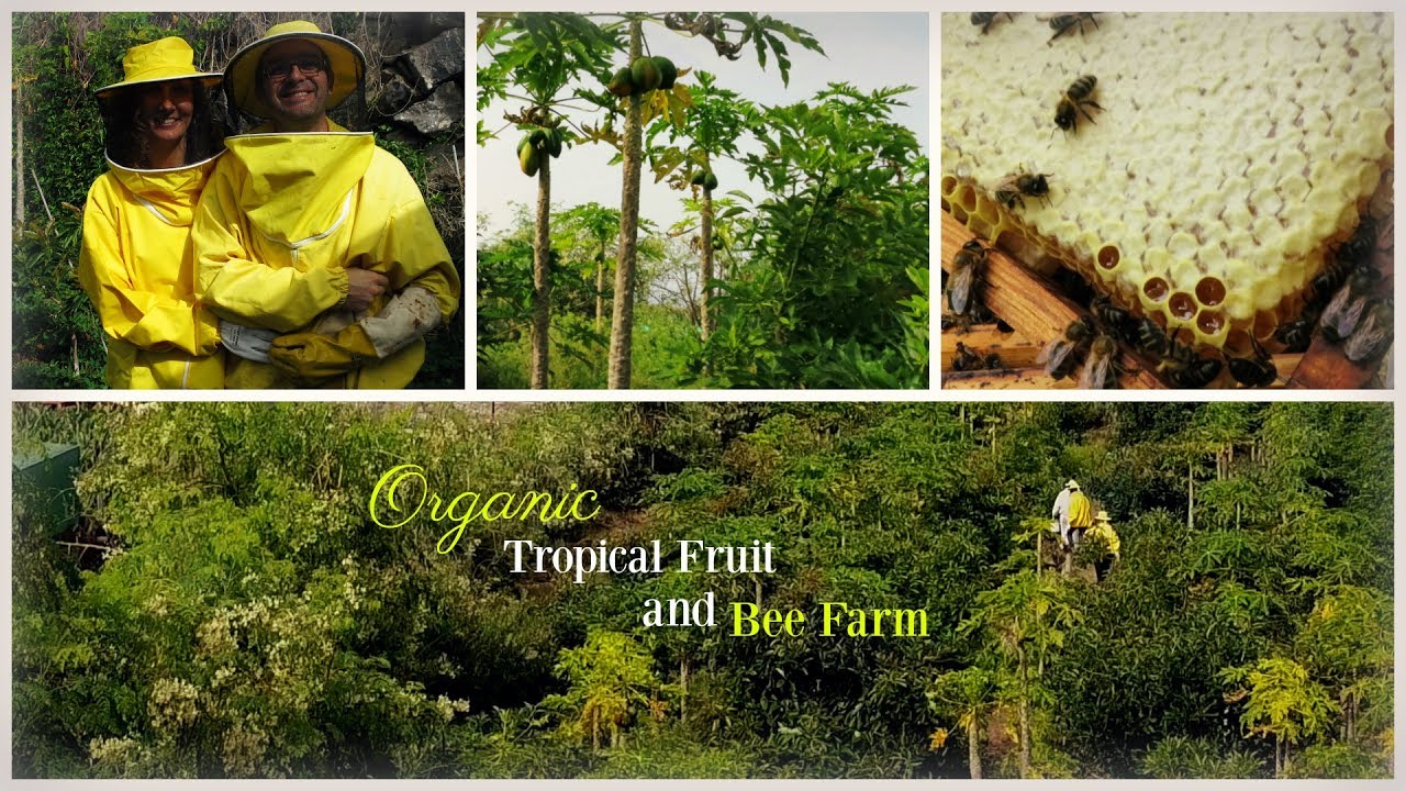 Organic Tropical Fruit and Bee Farm in Tenerife - Up Close Magic of Bees!