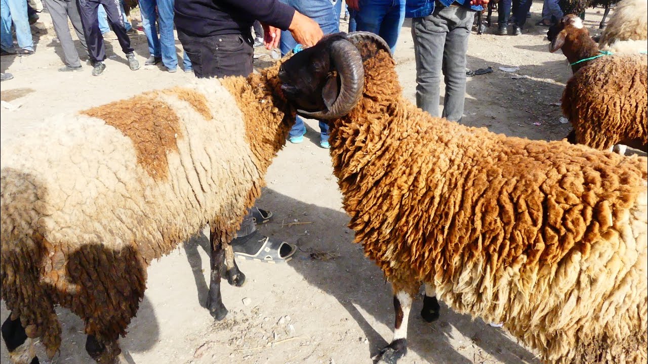 العلوش غالي على خاطر القشار يربح في 200 دينار ، عر،كة بين القشار و مواطن على سوم العلوش
