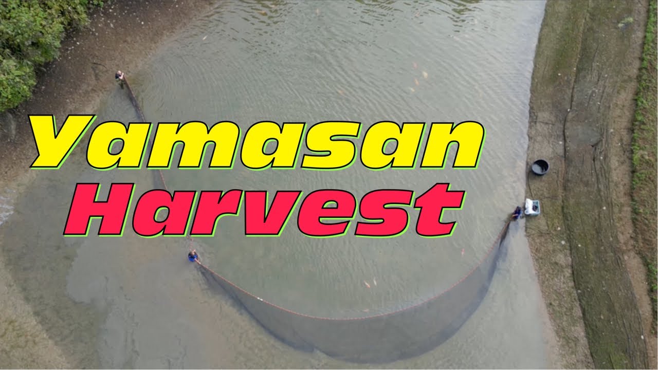 Abfischen des Sansai/Yonsai Naturteich‘s bei Yamasan!