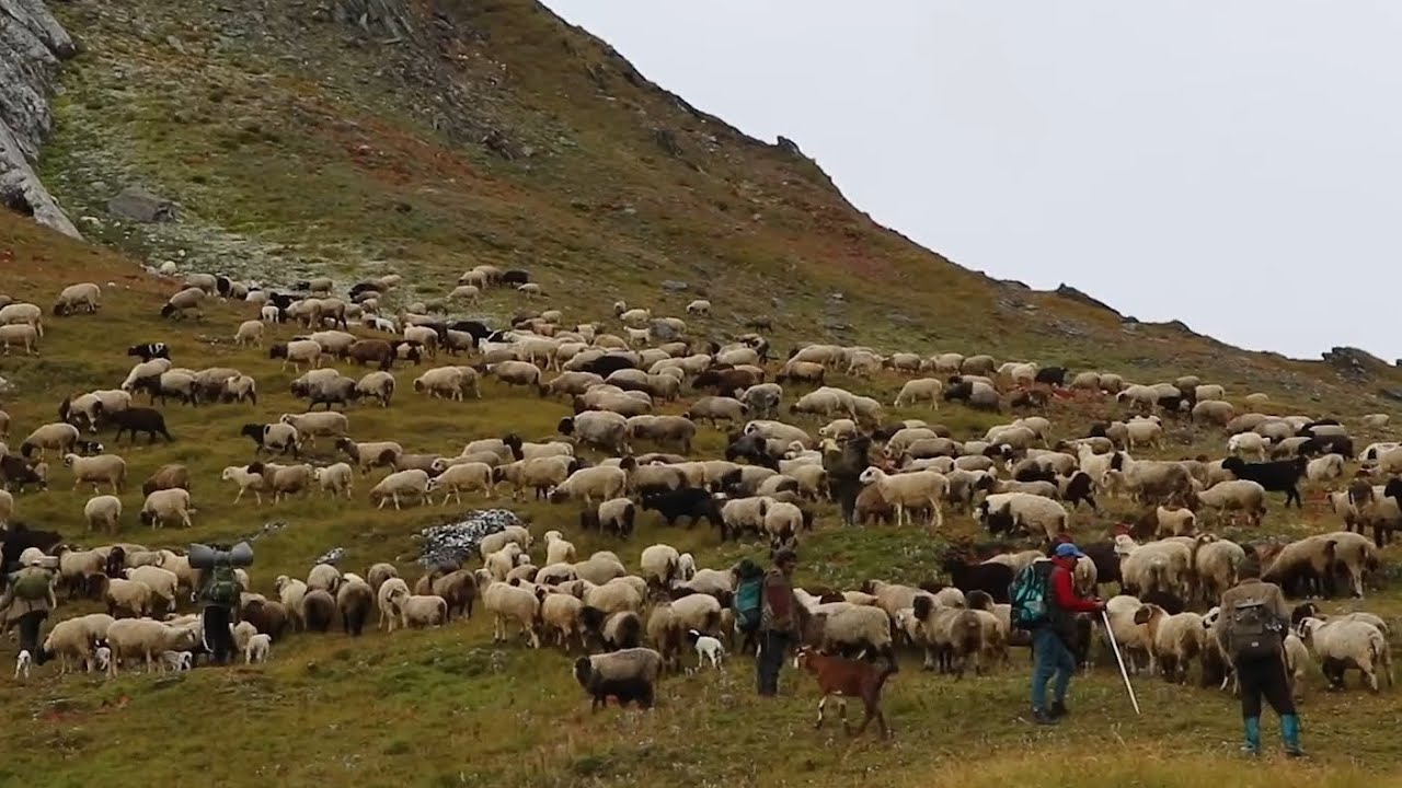 himalaya sheep farm crossing the  giant mountain part 2 || himalayan goat || Nepal || hembohara