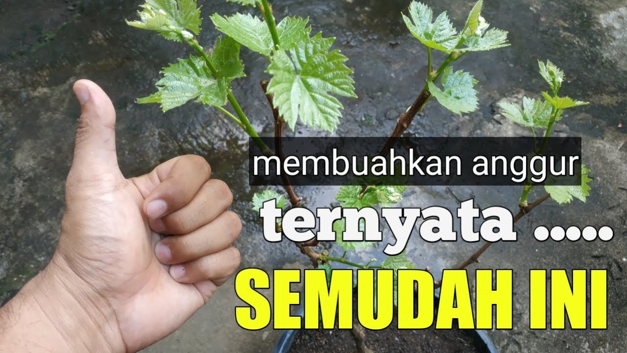 inilah ilmu penting, begitu mudahnya membuahkan anggur