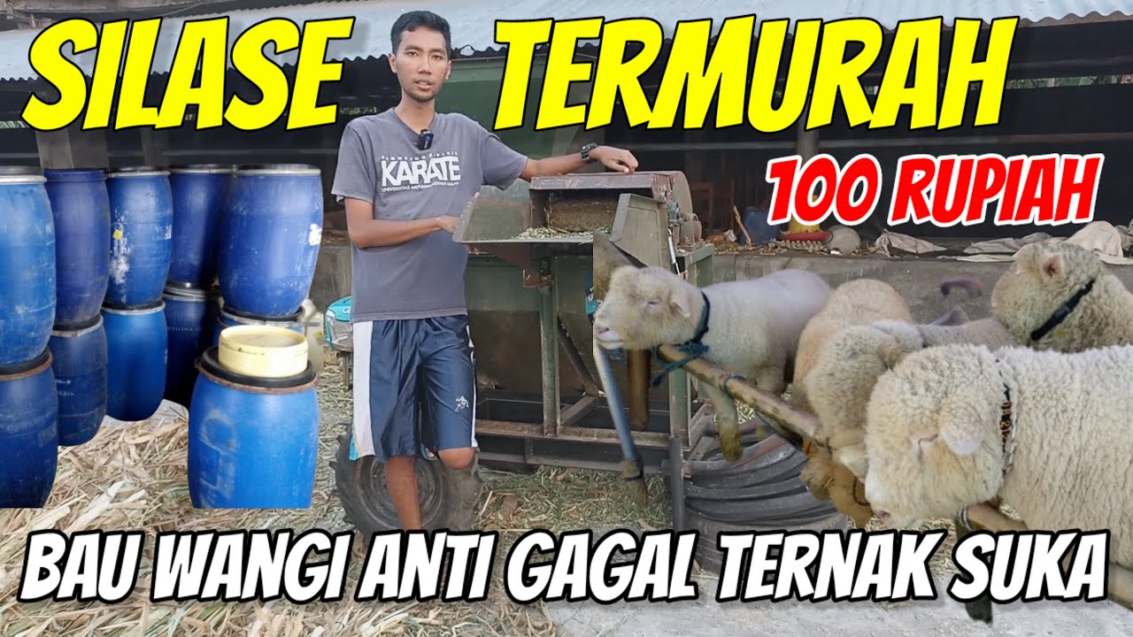 BONGKAR RAHASIA SILASE TERMURAH ANTI GAGAL BISA TERNAK TANPA NGARIT TIAP HARI