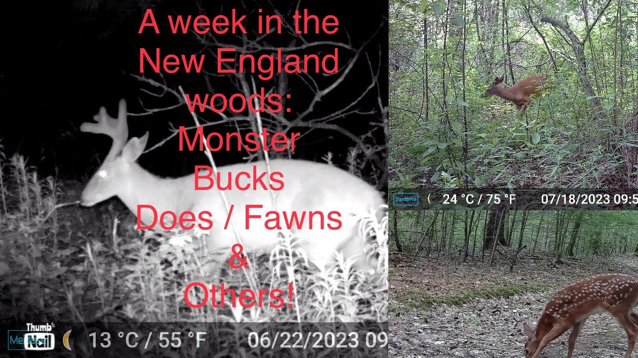 Trail Cam Highlights: A week in the New England wilderness whitetail bucks sporting ENORMOUS racks!