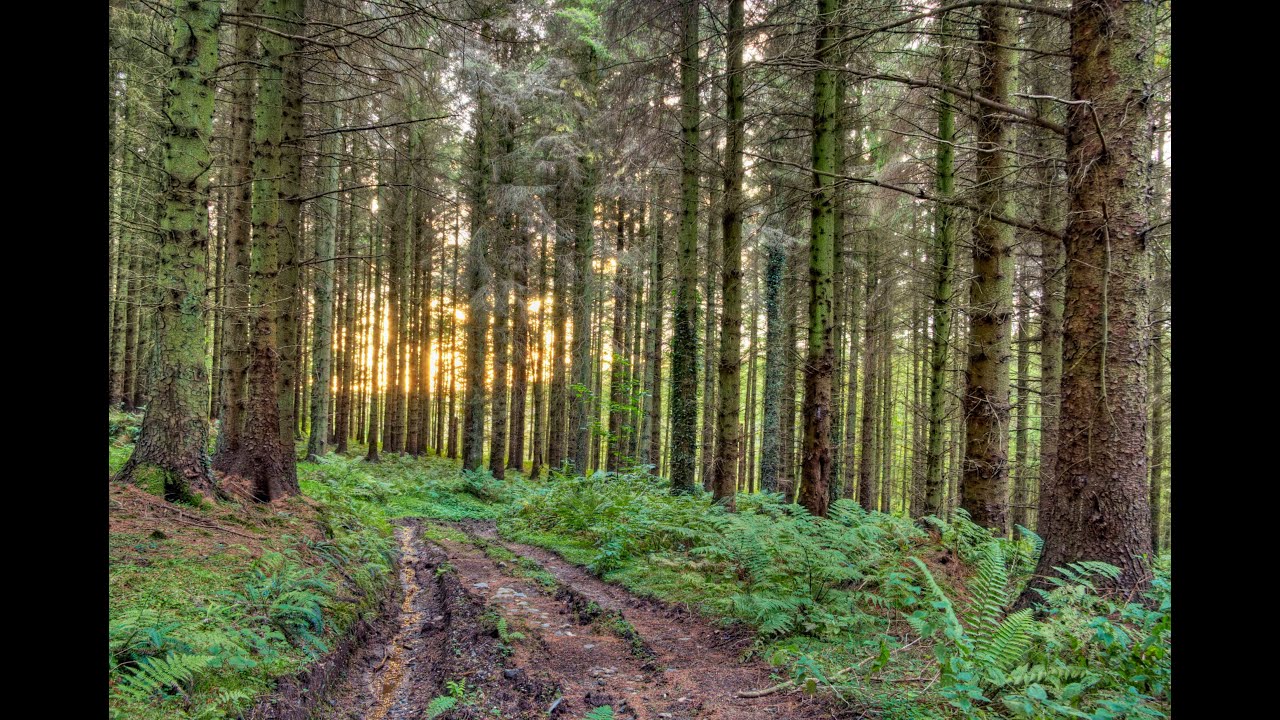 Forest walk in Eary Beg Plantation, Isle Of Man, Ray Kelly