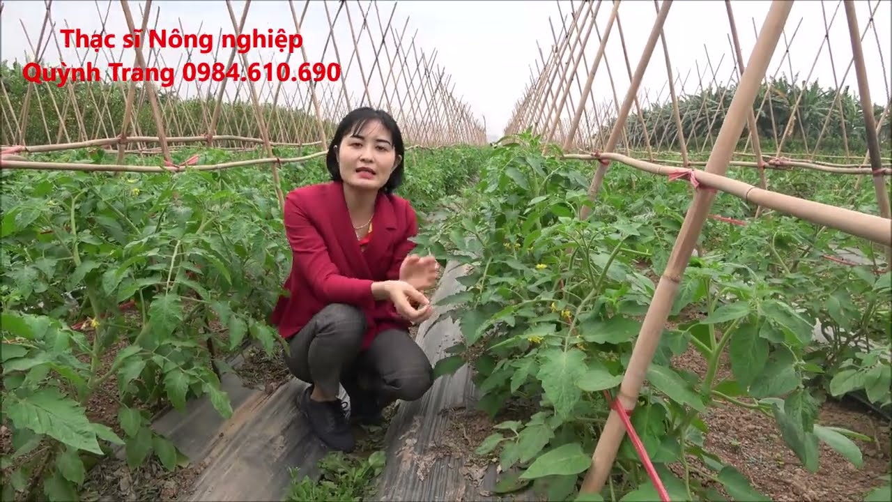 Hướng dẫn chăm sóc cây cà chua đạt hiệu quả cao #heoxanh #sieurahoa #siêuđậuquả #canxibo