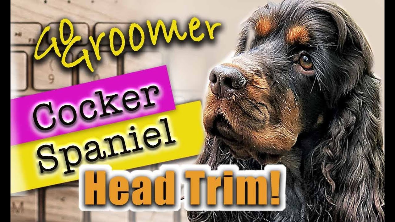 Cocker Spaniel-Proper Head Trim