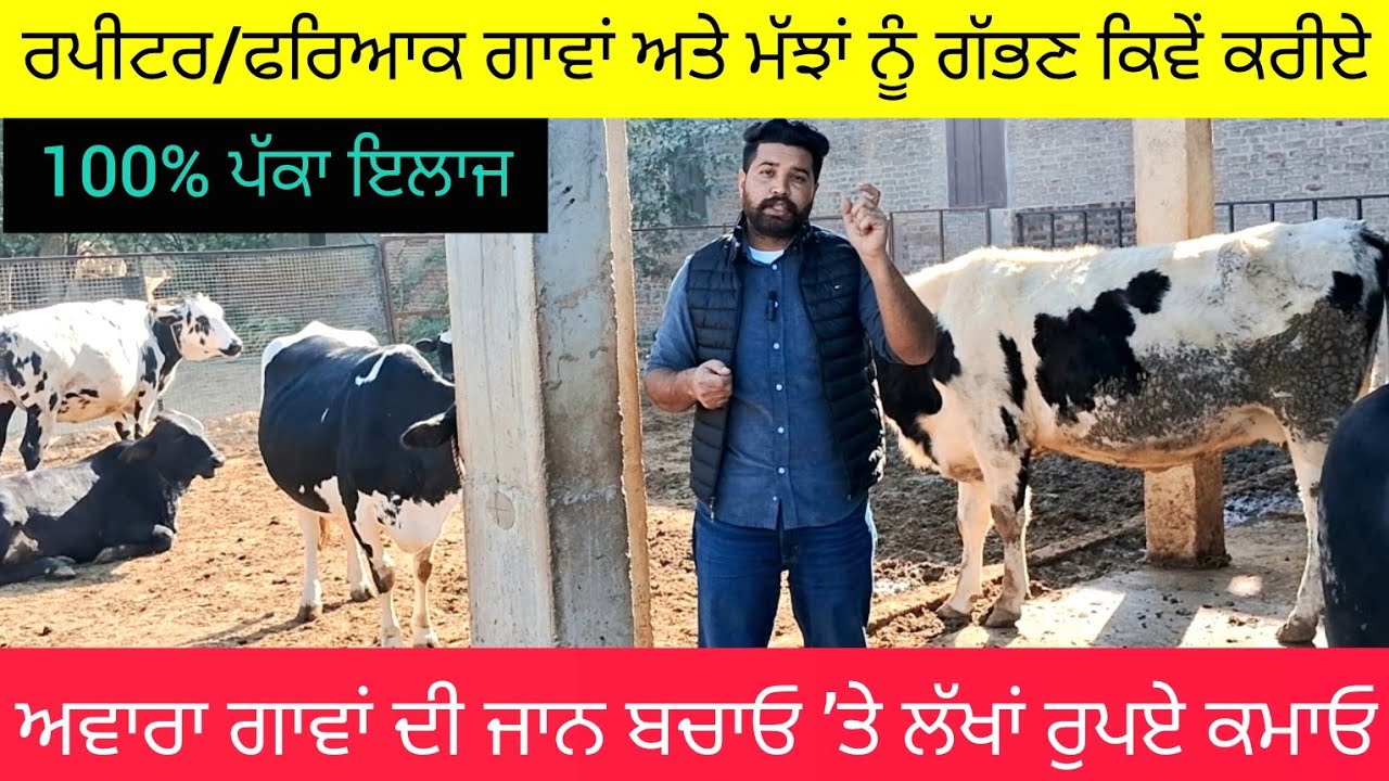 ਜਾਣੋਂ ਮੱਝਾਂ-ਗਾਵਾਂ ਫਰਿਆਕ ਕਿਓੰ ਹੁੰਦੀਆਂ ਤੇ ਇਲਾਜ਼ ਕਿਵੇੰ ਕਰੀਏ repeater cows, buffalo sucessful treatment.