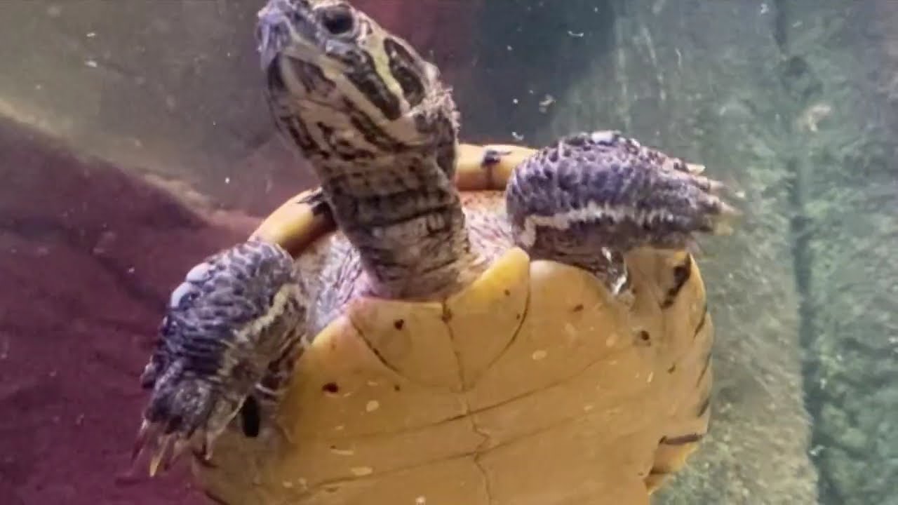 🌊 Discover SEA LIFE Manchester | Family Day Out at the Trafford Centre Aquarium 🐠🦈