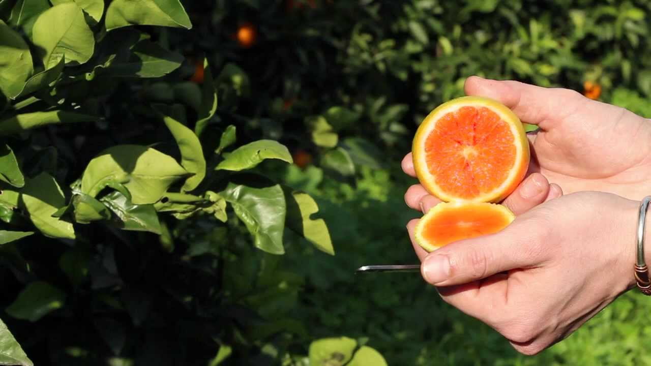 Arancia Rossa di Sicilia - Video di prodotto