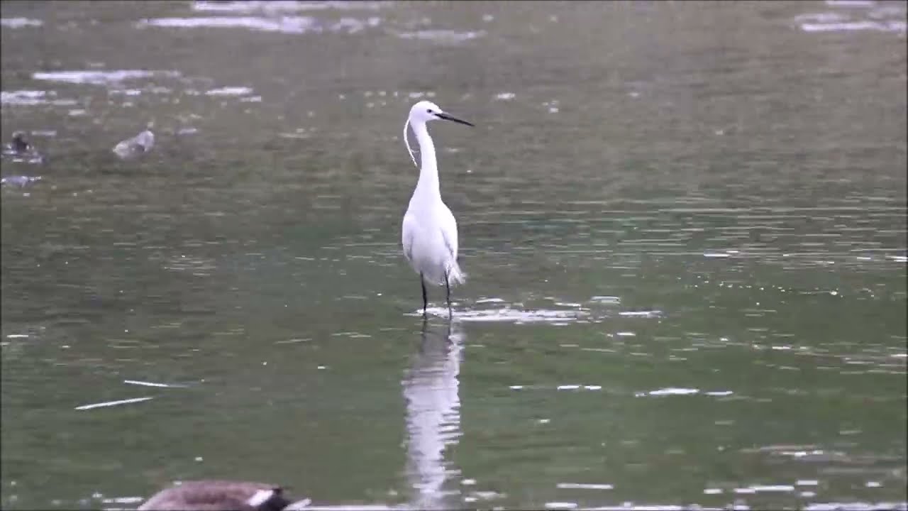 Малые белые цапли (лат. Egretta garzetta)/ Little Egret.