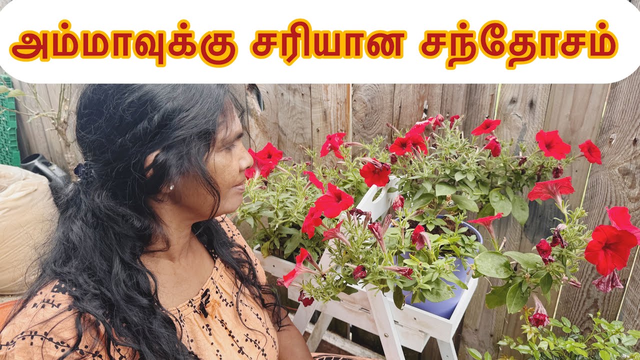 எனது சிறிய தோட்டம் | தோட்டத்து அறுவடை | UK Tamil Vlog