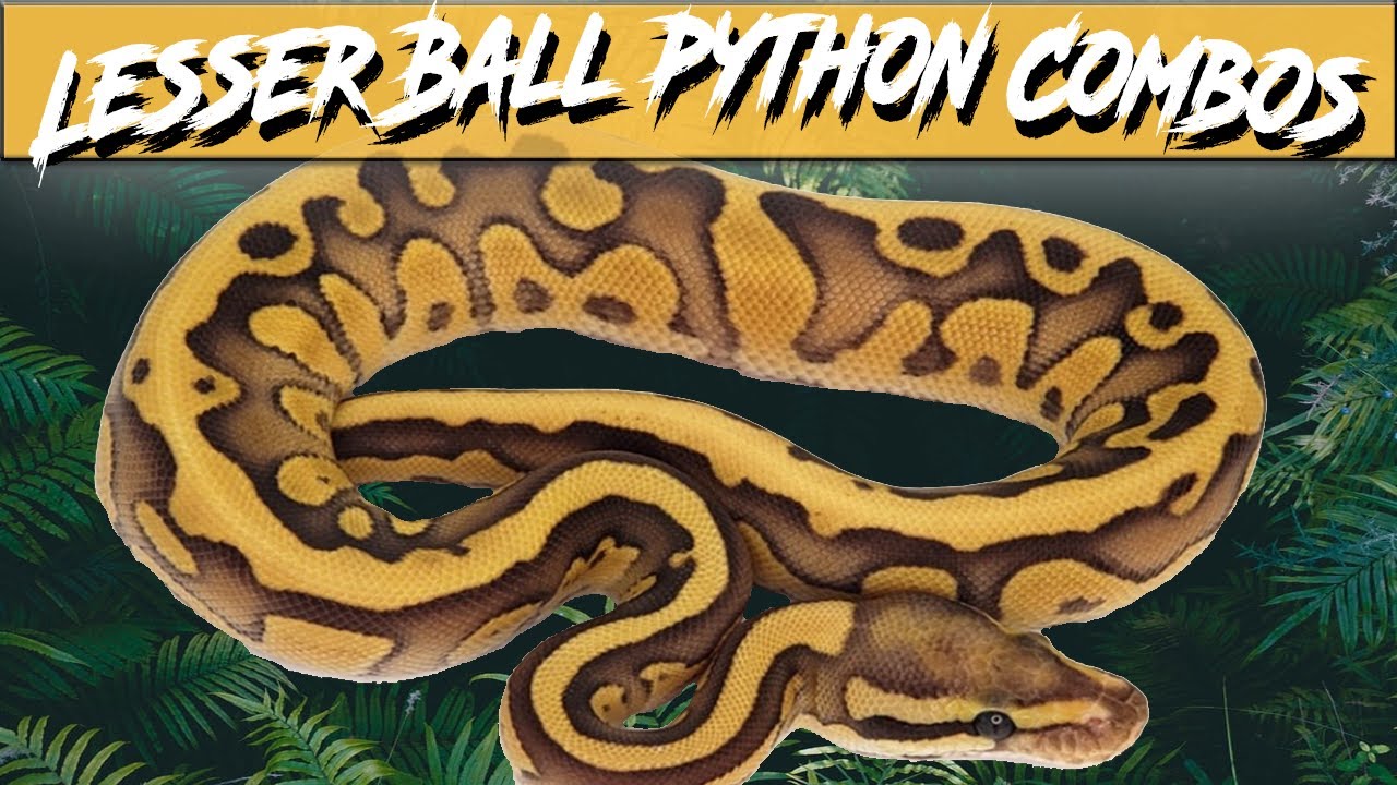 Lesser Ball Python Morph Combos | Jack's Reptiles