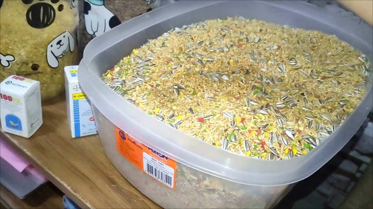 Red Rumped - Alimentação