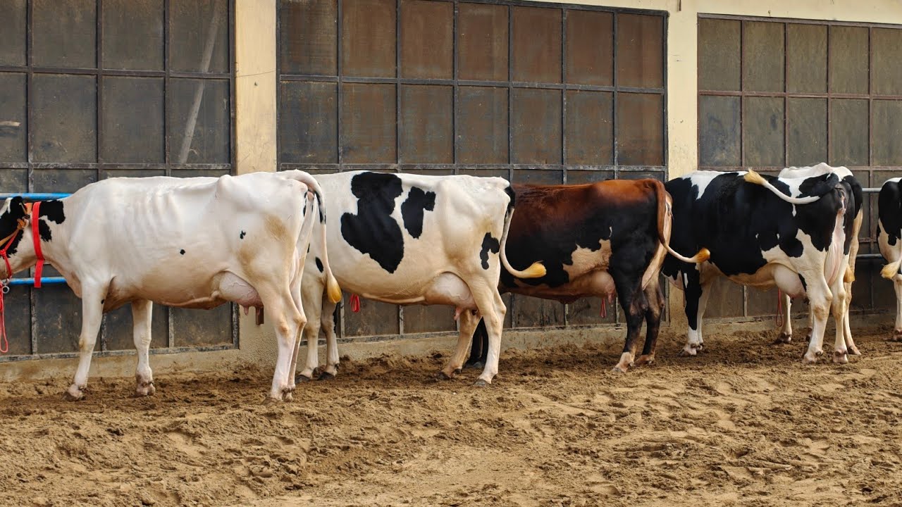 35 Cows for sale, 35 ਗਾਵਾਂ ਪ੍ਰਦੀਪ ਲੋਹਾਖੇੜਾ ਵਾਲੇ ਕੋਲ ਵਿਕਾਊ 