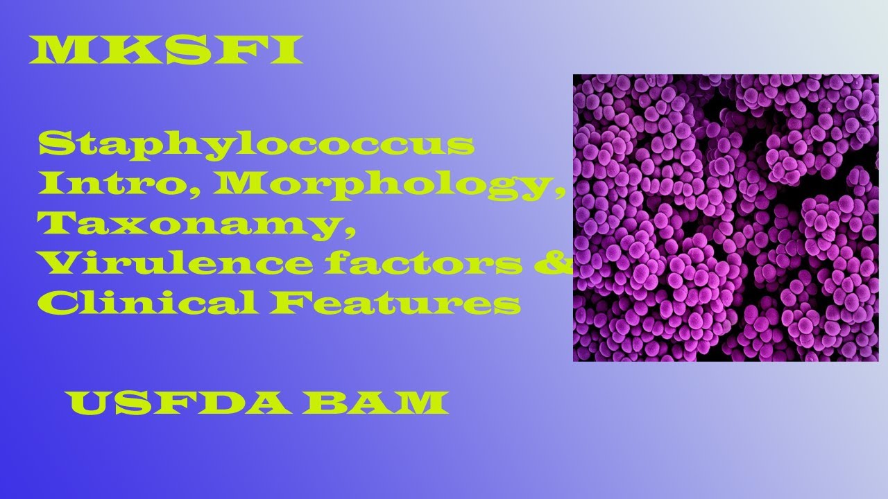 Staphylococcus Morphology, Taxonomy, Virulence Factors & Clinical Features