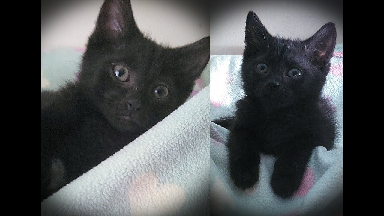 Black cats really do have bad luck being adopted