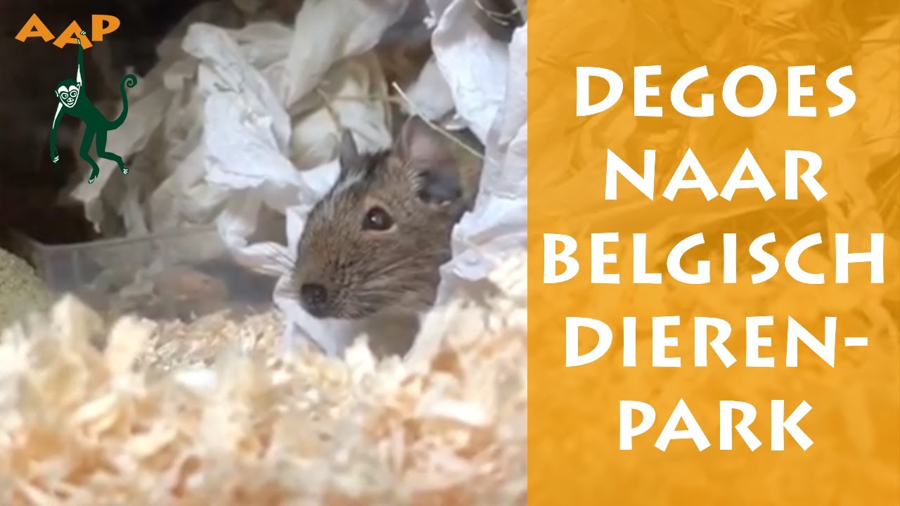 Degoes Leo en Blumeau naar dierenpark in Belgi&euml; - Stichting AAP