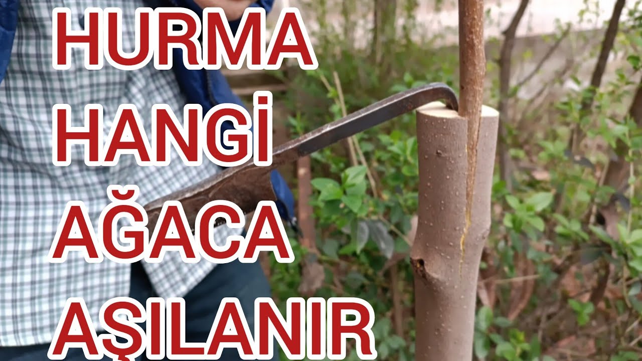 HURMA HANGİ AĞACA AŞILANIR? TUTMA GARANTİLİ HURMA AŞISI