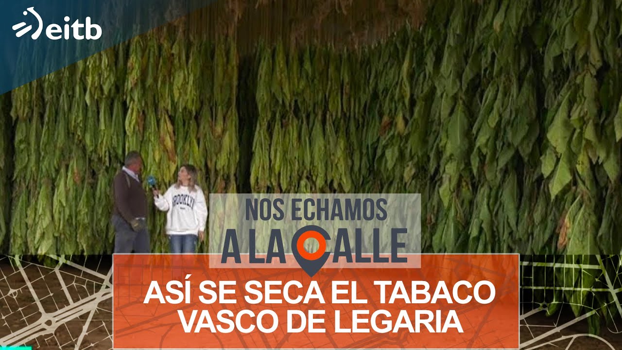 As&iacute; se seca el tabaco vasco de Legaria