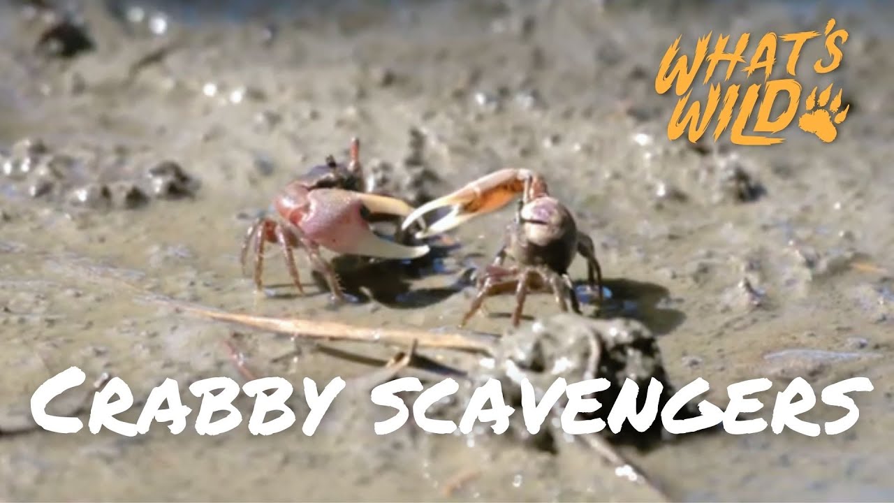 The Crustaceans That Call The Marsh Home  | What's Wild