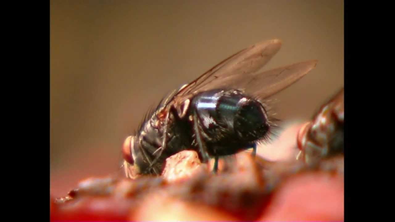 La mouche bleue