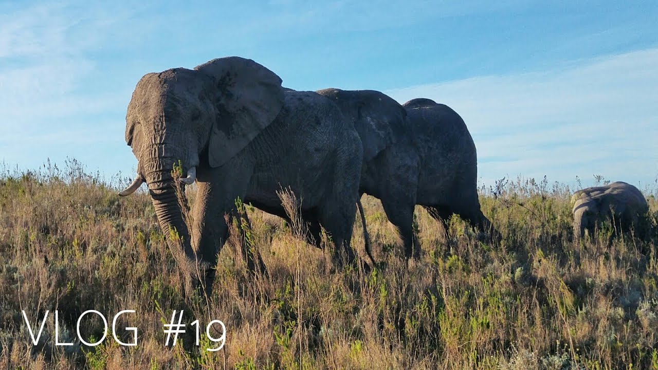 Amazing animal encounters at Gondwana Game Reserve