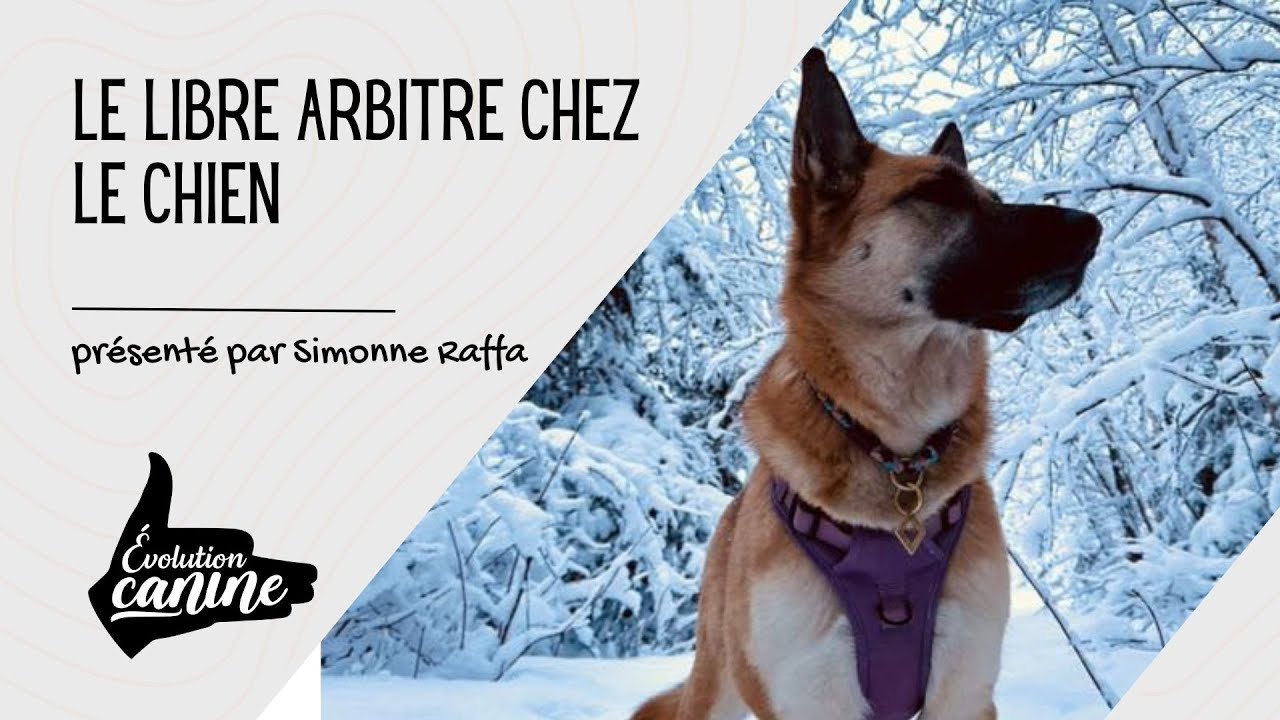 Le libre arbitre : Votre chien choisit-il vraiment de vous désobéir ?