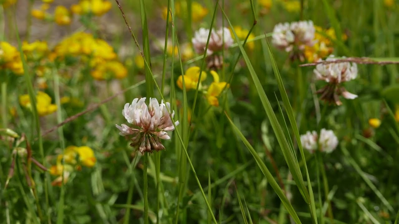 Koniczyna biała   Trifolium repens
