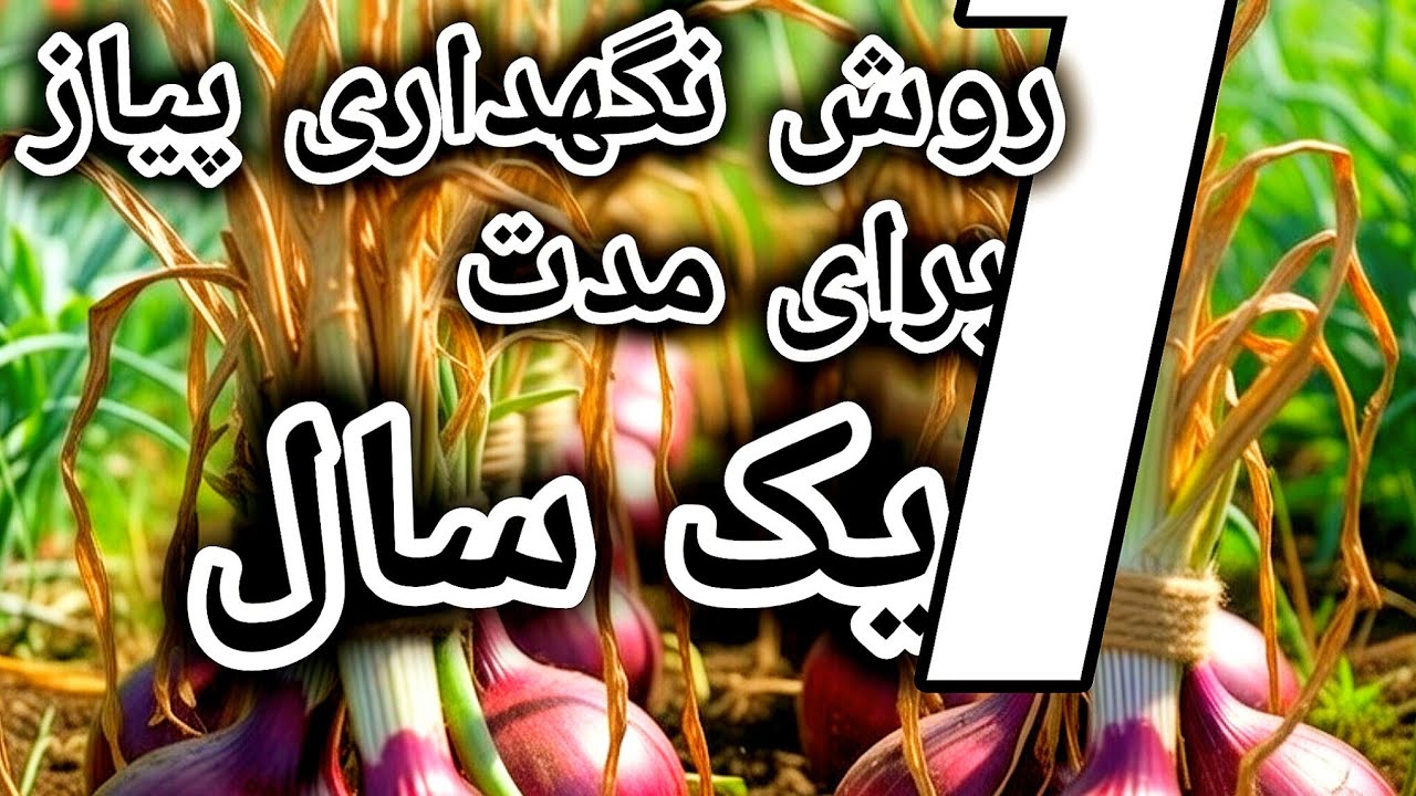 روش نگهداری پیاز برای مدت یک سال