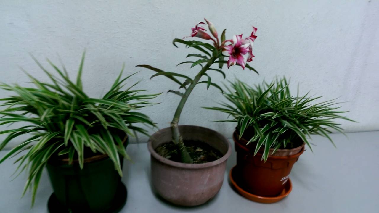 Adenium flowers  (red & white)